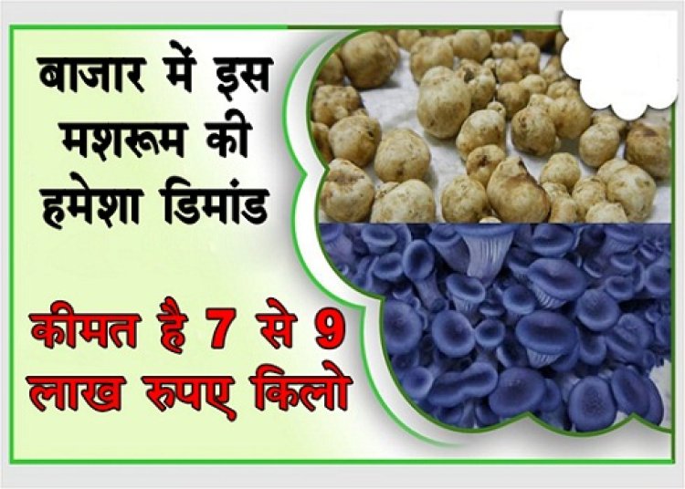 बाजार में इस मशरूम की हमेशा डिमांड, कीमत है 7 से 9 लाख रुपए किलो