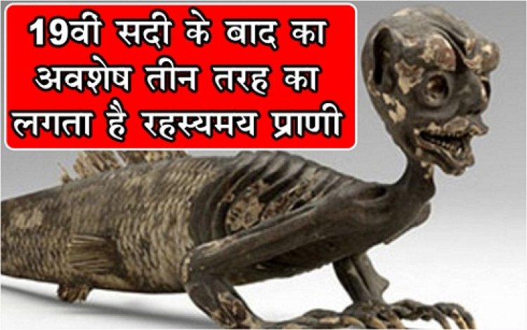 Mysterious Creature : 19वीं सदी के बाद का अवशेष, तीन तरह का लगता है रहस्यमय प्राणी