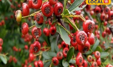 बेहद करामाती हैं ये 5 फल, इनके सेवन से बीमारियां रहेंगी दूर, रहेंगे स्वस्थ