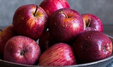 आपने भी रखा है महाशिवरात्रि का व्रत...तो खाएं ये चीजें, दिनभर रहेंगे फुर्तीले