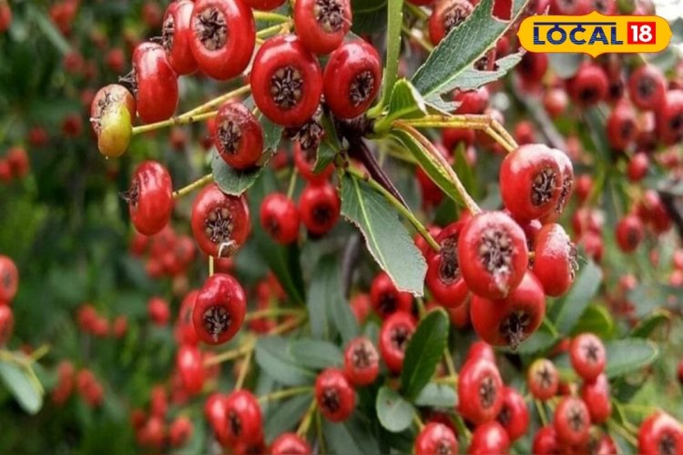 बेहद करामाती हैं ये 5 फल, इनके सेवन से बीमारियां रहेंगी दूर, रहेंगे स्वस्थ