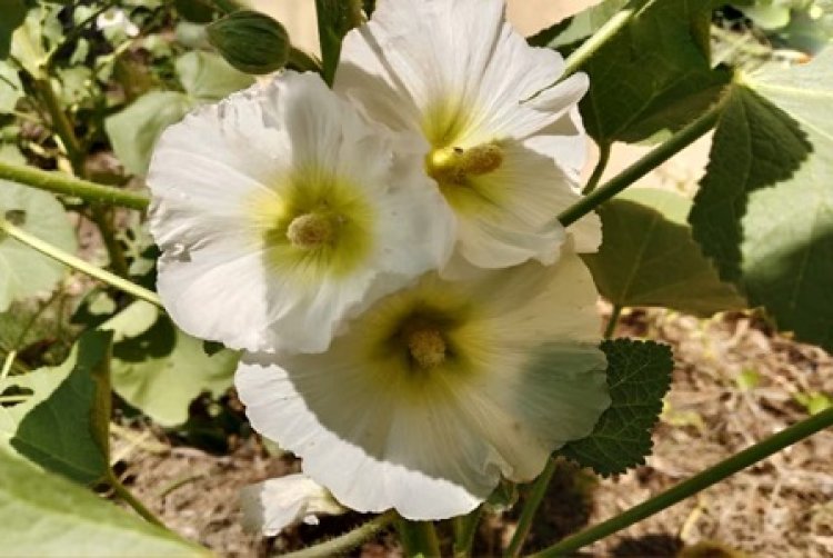 कमाल के फूल... गले में खराश को चुटकियों में करें छूमंतर!