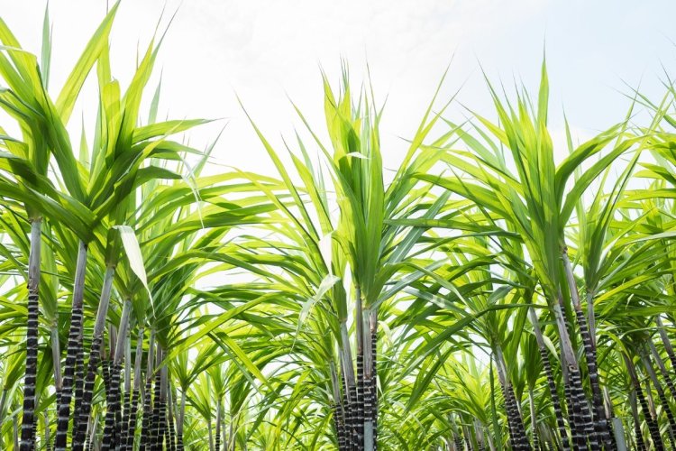 इस 10 फीट लंबी घास का जूस बेहद चमत्कारी, शरीर में डाल देगा घोड़े जैसी ताकत !