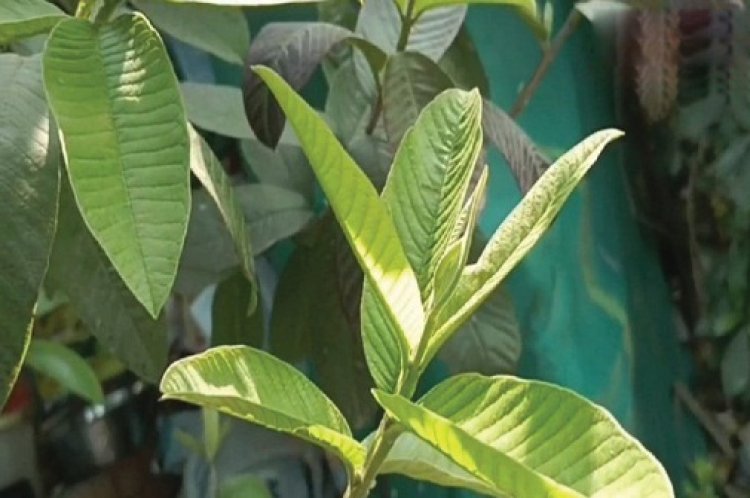 सेब-अनार लगते हैं महंगे तो खाएं ये देसी फल, थम जाएगी बढ़ती उम्र!