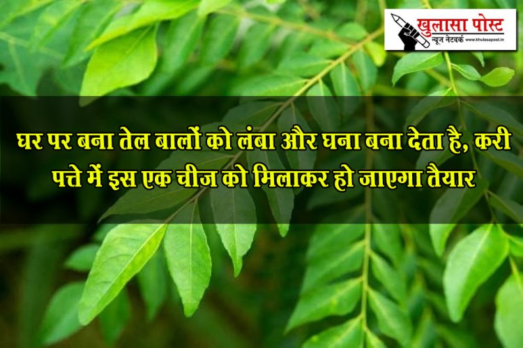 घर पर बना तेल बालों को लंबा और घना बना देता है, करी पत्ते में इस एक चीज को मिलाकर हो जाएगा तैयार