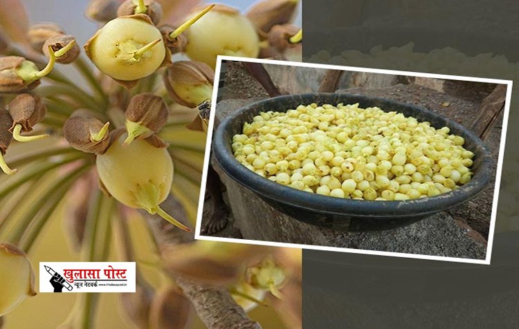 Health News : औषधीय गुणों का खजाना, तो कई बीमारियों में रामबाण; महुआ के चौंकाने वाले फायदे