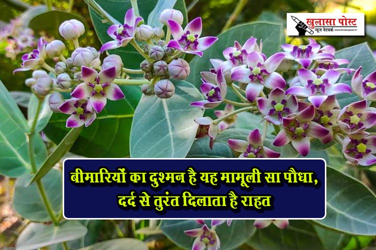 बीमारियों का दुश्मन है यह मामूली सा पौधा, दर्द से तुरंत दिलाता है राहत