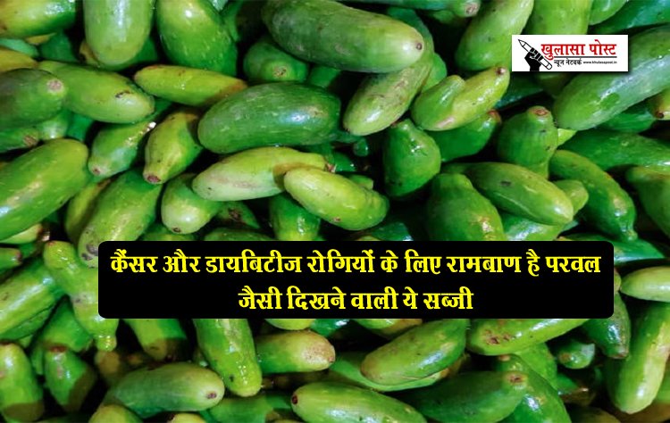 कैंसर और डायबिटीज रोगियों के लिए रामबाण है परवल जैसी दिखने वाली ये सब्जी