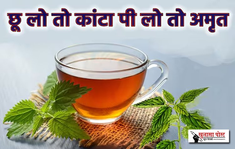 इस प्लांट की पत्तियों छूएंगे तो लगेगा बिच्छू वाला डंक, इसकी चाय है सेहत के लिए संजीवनी...