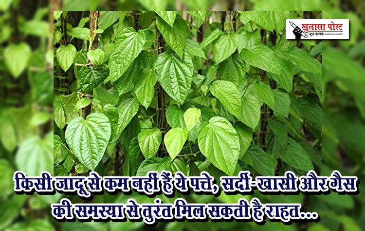 किसी जादू से कम नहीं हैं ये पत्ते, सर्दी-खासी और गैस की समस्या से तुरंत मिल सकती है राहत...