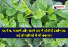 यह बेल, सजाने और खाने तक में होती है इस्तेमाल, कई बीमारियों में भी कारगर