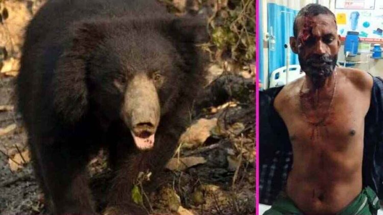 जंगल की तरफ गए युवक पर भालुओं ने किया हमला, लहूलुहान कर छोड़ा, शोर मचाने पहुंचे ग्रामीण, जिला अस्पताल में इलाज जारी