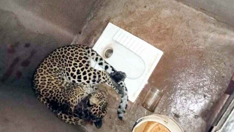 तेंदुआ शौचालय में हो गया कैद, ग्रामीणों में दहशत, मगरमच्छ की सड़क हादसे में मौत, हाथी के डर से स्कुल बंद, सुरक्षा में तैनात बीट गार्ड ड्यूटी से गैरहाजिर