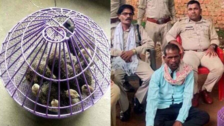 जंगल से निकाले अंडे को देशी मुर्गियों से कराया हैचिंग, ग्रामीण के घर से 5 मयूर  बरामद, चूजों के साथ आरोपी गुलाब सिंह मरावी गिरफ्तार