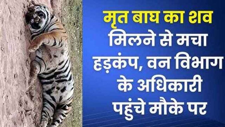 छत्तीसगढ़ में बाघ की मौत से वन विभाग में मचा हडकंप,पीसीसीएफ ने वन्यजीवों की सुरक्षा के लिए कड़े कदम उठाने दिए निर्देश