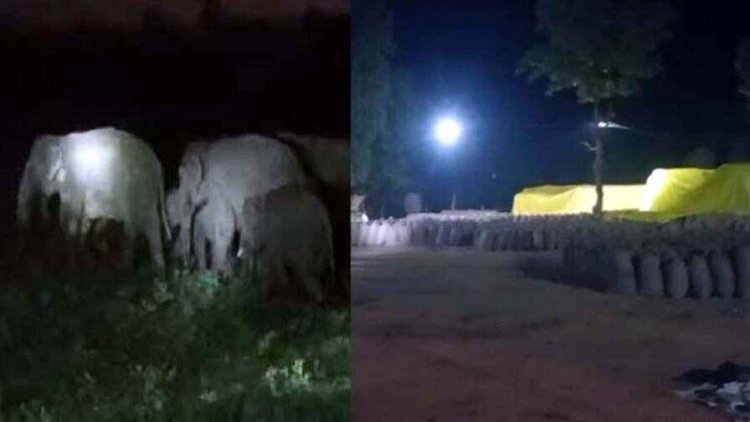 धान खरीदी केंद्र में हाथियों ने मचाई तबाही, बोरी में रखे धान को किया बर्बाद, बस्ती में घुसा हाथी, ग्रामीण इलाके में कराई गई मुनादी