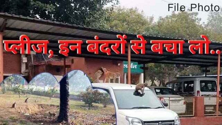 बंदरों के आतंक ने छीन ली जिंदगी, बंदर के धक्के से छत से निचे गिरा ग्रामीण, इलाज के दौरान मौत, परिवार और गांव में शोक की लहर
