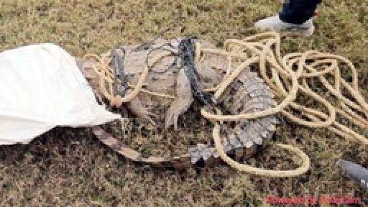 बाघ ने किया मवेशी का शिकार, दहाड़ सुनकर इलाके में दहशत, प्रशासन ने दी चेतावनी, इधर बीच गांव में पहुंचा मगरमच्छ, ग्रामीणों ने किया रेस्क्यु