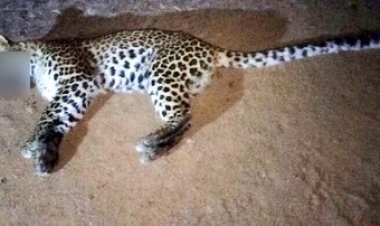 छुरा कोमाखान मार्ग पर अज्ञात तेज रफ्तार एक्को वाहन ने तेंदुआ को मारी टक्कर, मौके पर ही तेंदुए की मौत, घटना स्थल पहुंची वन विभाग की टीम