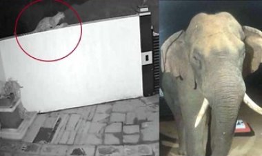 दीवार पर शिकार पकड़कर बैठा तेंदुआ, एसपी बंगले के कंपाउंड में घुस गया पैंथर, हाथी किसानों के फसलों को पहुंचा रहे नुकसान, ग्रामीणों में डर का माहौल