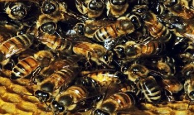 गणतंत्र दिवस कार्यक्रम में मधुमक्खियों ने ध्वजारोहण के दौरान काटा, मचा हडकंप, कई घायल, घायलों का अस्पताल में इलाज जारी