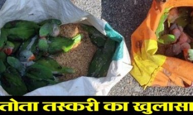 गरियाबंद में तस्करी के खिलाफ बड़ी कार्रवाई, वन विभाग की टीम को 26 नग नाग तोतों के साथ एक तस्कर को गिरफ्तार करने में मिली कामयाबी