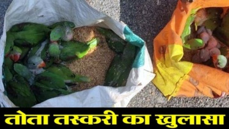 गरियाबंद में तस्करी के खिलाफ बड़ी कार्रवाई, वन विभाग की टीम को 26 नग नाग तोतों के साथ एक तस्कर को गिरफ्तार करने में मिली कामयाबी