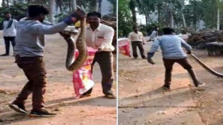 श्मशान घाट में दिखा 7 फीट लंबा अजगर सांप, बना अफरा-तफरी का माहौल, जग्गू ढीमर ने किया कामयाब रेस्क्यू, लोगों ने ली राहत की सांस
