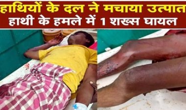 लकड़ी लेने जंगल गए कमार युवक को हाथी ने सुंड से उठाकर पटका, हालत नाजुक, इलाज के लिए रेफर, वन विभाग ने जारी किया अलर्ट