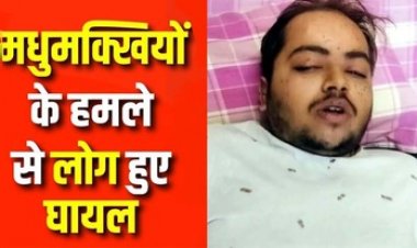 महाशिवरात्रि पर मंदिर में मधुमक्खियों का हमला, 10 से ज्यादा शिवभक्त घायल, मची अफरा-तफरी, डॉक्टर गंभीर हालत में ICU में भर्ती