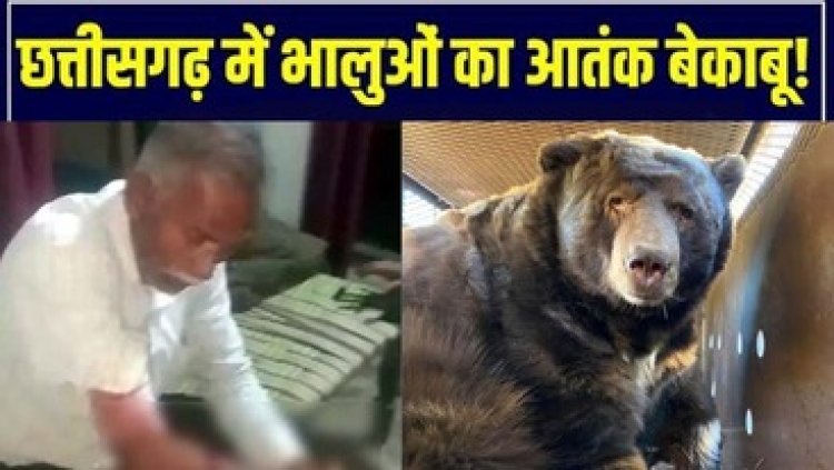 छत्तीसगढ़ में 5 भालुओं ने मचाया आतंक, घर में घुसकर ग्रामीण पर पंजे से किया हमला, बुजुर्ग जख्मी हालत में पहुंचा अस्पताल, इलाज जारी