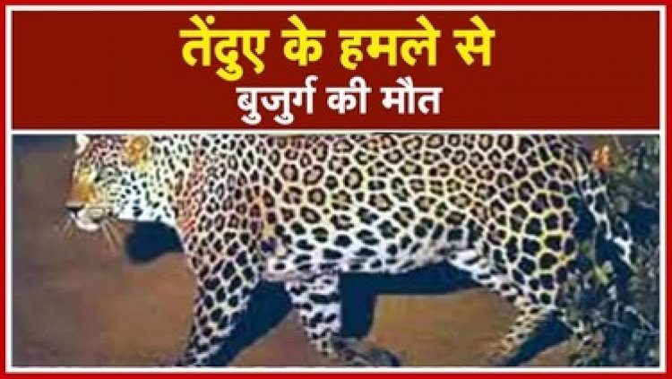 तेंदुए ने ली सड़क किनारे आराम कर रहे बुजुर्ग की जान, जंगल में मिली लाश, इलाके में दहशत का माहौल, दो महीने बीमार 60 साल के हाथी की मौत