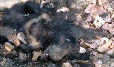 भालू का शव मिलने के बाद वन विभाग बड़ी कार्यवाही, लापरवाही बरतने के आरोप में बीट गार्ड किया गया सस्पेंड, डिप्टी रेंजर को नोटिस जारी