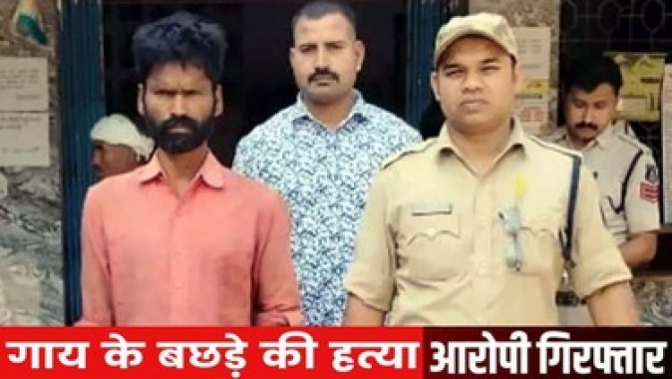 भिलाई में पड़ोसी की गाय के बछड़े की बेरहमी से क्रूरतापूर्वक हत्या, लाश को बोरी में भरकर नाले में फेंका, ब्‍लेड से गला रेतने वाला आरोपी गिरफ्तार
