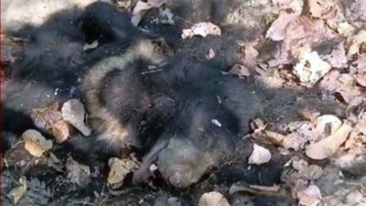 भालू का शव मिलने के बाद वन विभाग बड़ी कार्यवाही, लापरवाही बरतने के आरोप में बीट गार्ड किया गया सस्पेंड, डिप्टी रेंजर को नोटिस जारी