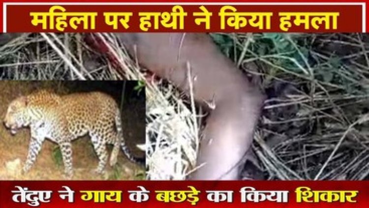 किसान के खेत में तेंदुए ने बछड़े का किया शिकार, इधर हाथियों ने महिला पर हमला कर शरीर से हाथ किया अलग!, वन विभाग पर उठे सवाल
