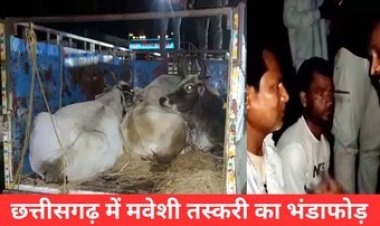 छत्तीसगढ़ में रेकी कर गौ तस्करी, कत्लखाना ले जा रहे 3 तस्करों को पुलिस ने किया गिरफ्तार, छह मवेशी बरामद, वाहन जब्त, चालक मौके से फरार