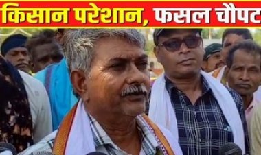 बेमौसम बारिश और ओलावृष्टि से हजारों एकड़ धान की फसल बर्बाद, किसानों ने किया मुआवजे की मांग, कलेक्टर ने दिलाया भरोसा