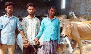 33 नग गौ वंश को बूचड़खाने ले जाने वाले आरोपी सिंधूराम, मानसिंह और सुरेश को गरियाबंद पुलिस ने गिरफ्तार कर भेजा जेल, मवेशी बरामद