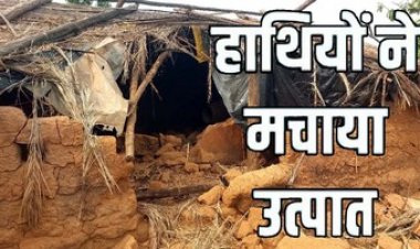 गरियाबंद में हाथियों का हाई अलर्ट, मैनपुर के जंगलों से 20 गांवों तक फैला दहशत का साया, फसलों का किया बुरा हाल, लोगों को सावधान रहने की अपील