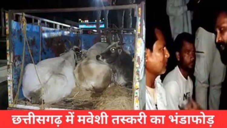 छत्तीसगढ़ में रेकी कर गौ तस्करी, कत्लखाना ले जा रहे 3 तस्करों को पुलिस ने किया गिरफ्तार, छह मवेशी बरामद, वाहन जब्त, चालक मौके से फरार