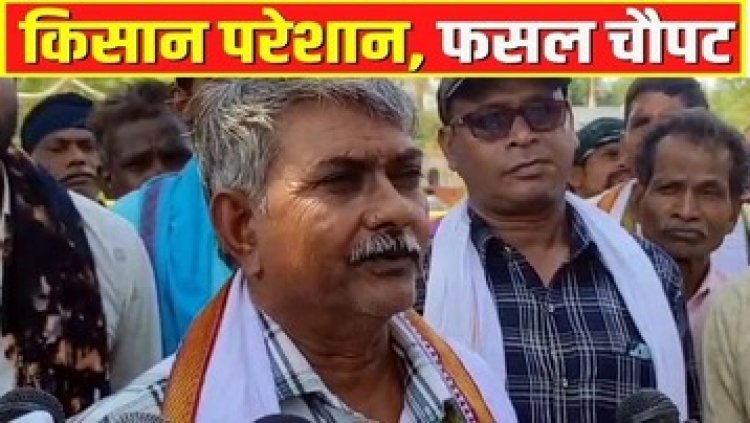 बेमौसम बारिश और ओलावृष्टि से हजारों एकड़ धान की फसल बर्बाद, किसानों ने किया मुआवजे की मांग, कलेक्टर ने दिलाया भरोसा