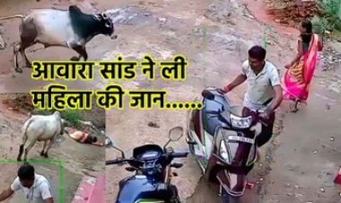दो सांडों की लड़ाई बनी महिला की मौत की वजह, गांव की गली में हुआ हादसा, सीसीटीवी में कैद दर्दनाक घटना, वीडियो वायरल