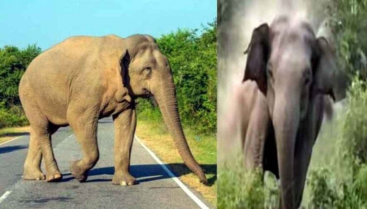 तीन हाथियों का दल पहली बार पहुंचा इंदागांव रेंज, इधर जंगल गए ग्रामीण की हमले से मौत, क्षत-विक्षत मिला शव, ग्रामीणों में दहशत