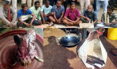 अवैध कटाई और घटते जंगल के चलते वन्य प्राणियों की खतरे में जान, जंगली वराह का शिकार, वन मंडल स्तरीय उड़न दस्ता ने पकड़े आठ आरोपी