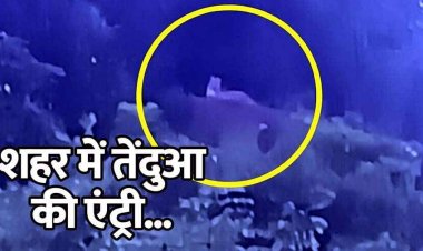 गरियाबंद में तेंदुए की एंट्री, मालगांव की पहाड़ी पर दिन के उजाले में लोगों को आधे घंटे तक बेखौफ निहारता रहा तेंदुआ, इलाके में हड़कंप