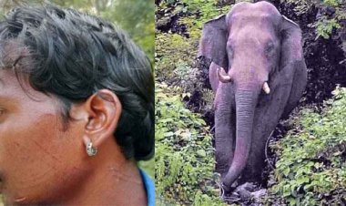 मशरुम बीनने गई महिला की गजराज के हमले से मौत, तेंदुए ने युवक पर किया हमला, बाल-बाल बची जान, नदी में बहने से हाथी शावक ने तोड़ा दम