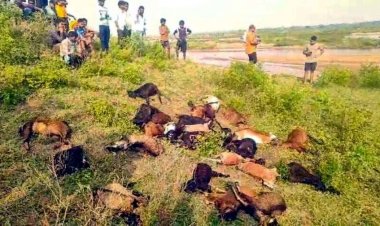 महानदी तट पर आकाशीय बिजली गिरने से 27 बकरीयों की मौत, 7 घायल, मौसम विभाग ने जारी किया अलर्ट, संकट में 3 परिवारों की आजीविका