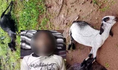 छग में मौसम का कहर, बकरियां चराने गए दो युवकों पर गिरी आसमानी बिजली, दोनों की मौत, तीन बकरियों की गई जान, परिवार में पसरा मातम