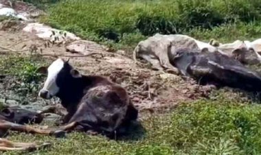 गौठान में आधा दर्जन गायों की मौत, शवों को ऑटो में भरकर हटवाते हुए विडियो वायरल होने पर मचा बवाल, ग्रामीणों ने पशु विभाग से मांगा जवाब